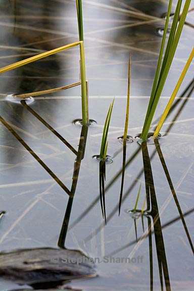 lakeshore grass 1 graphic